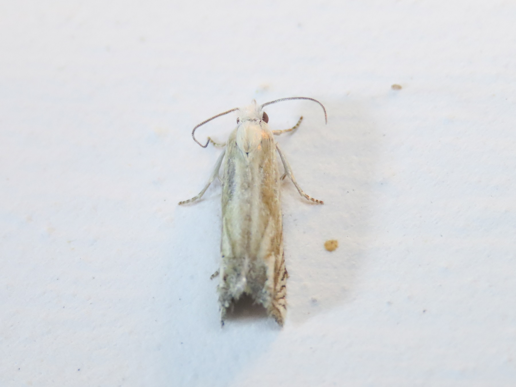 Eucosma da identificare