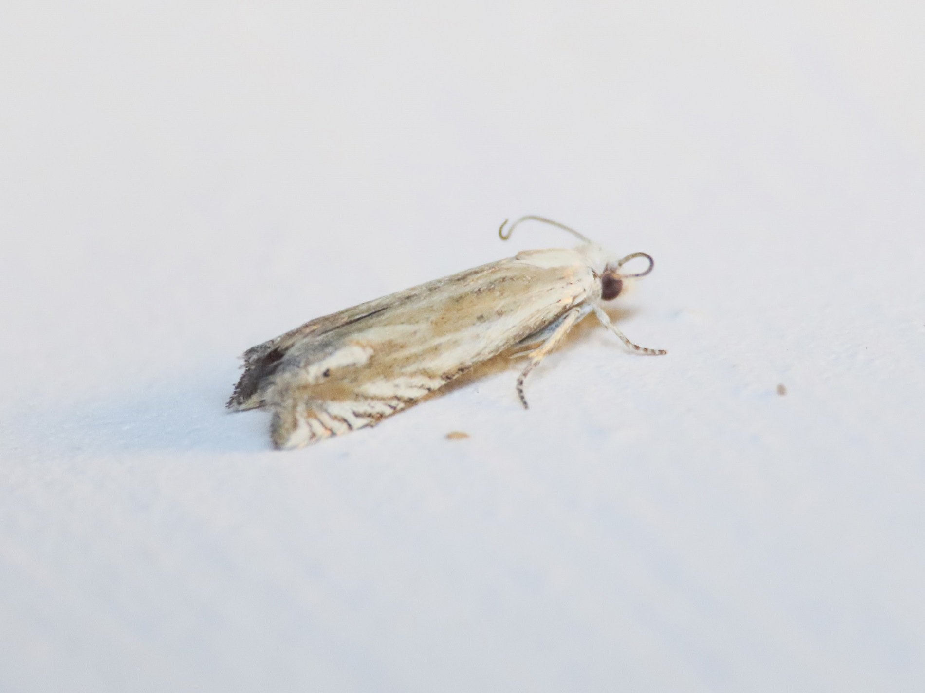 Eucosma da identificare