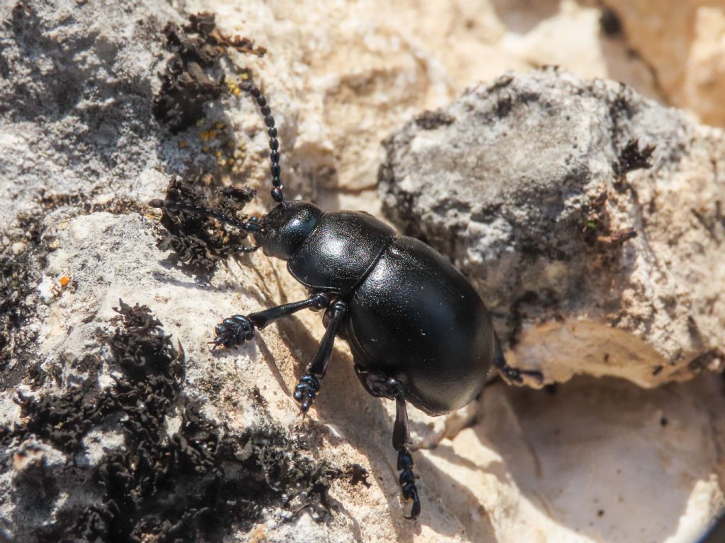 Chrysomelidae: Timarcha nicaeensis, maschio.