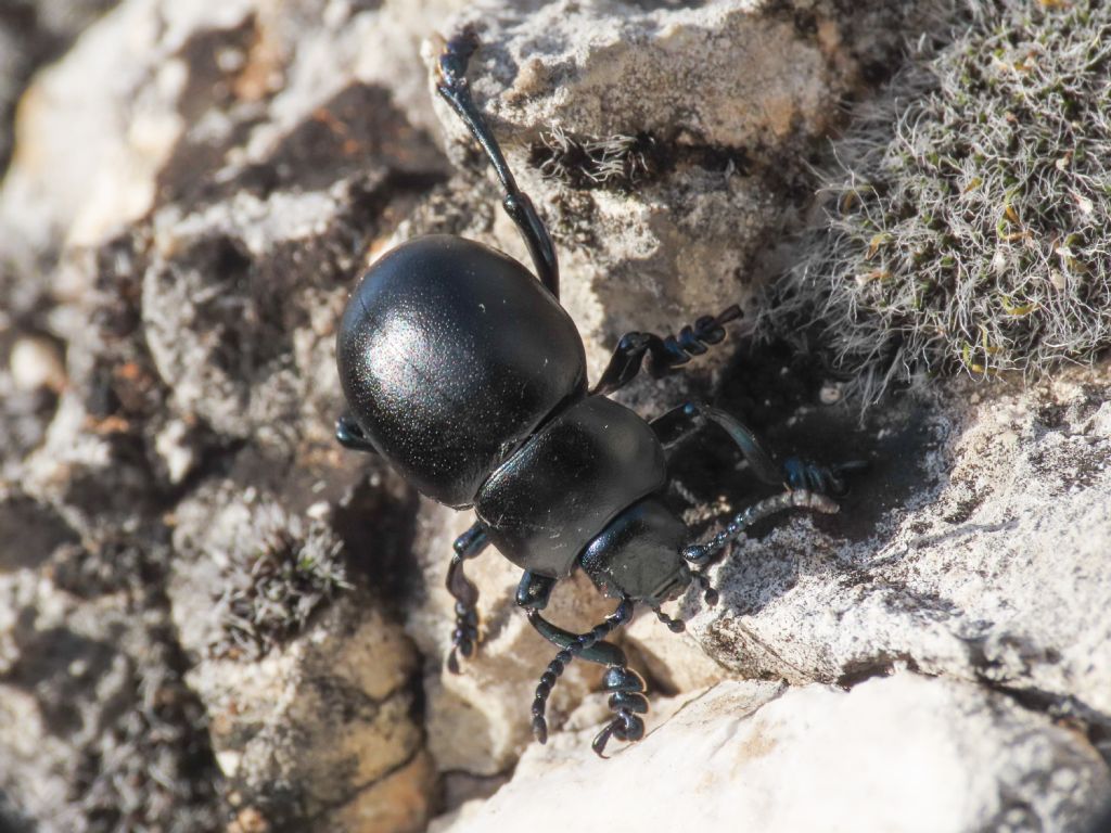 Chrysomelidae: Timarcha nicaeensis, maschio.