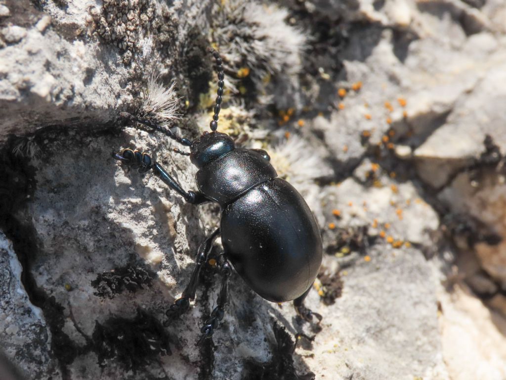 Chrysomelidae: Timarcha nicaeensis, maschio.