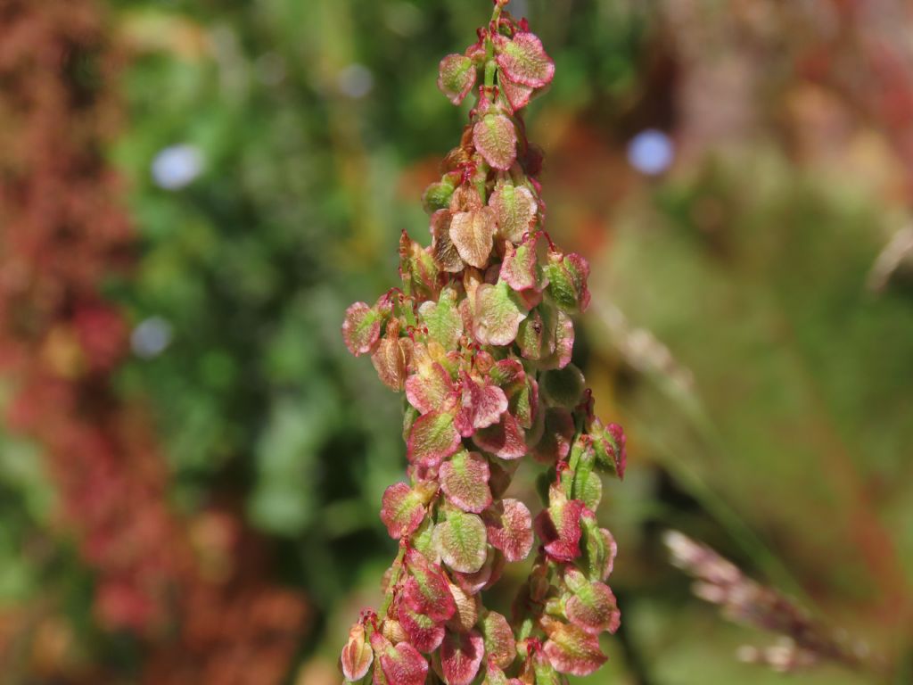 Rumex... alpinus