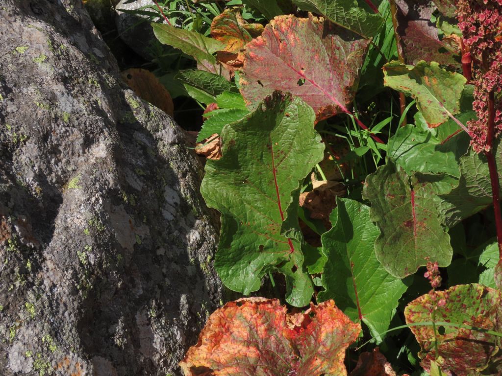 Rumex... alpinus