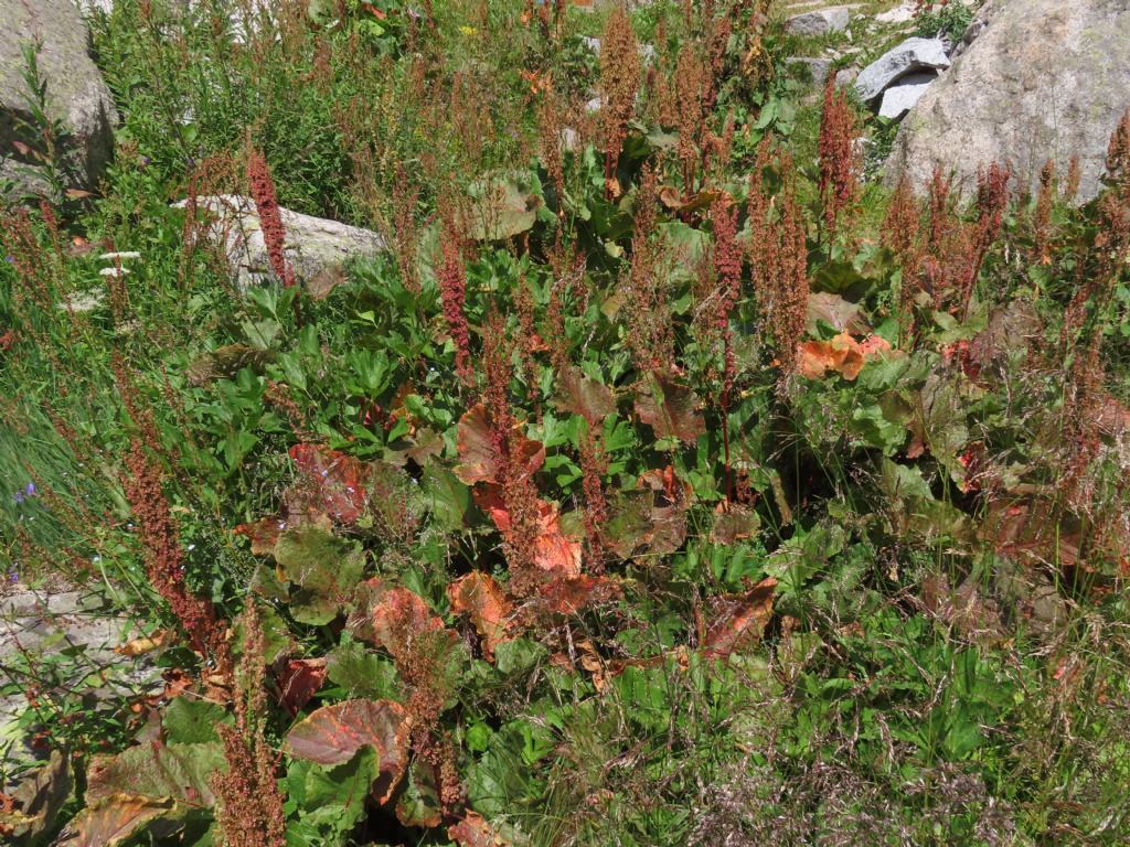 Rumex... alpinus