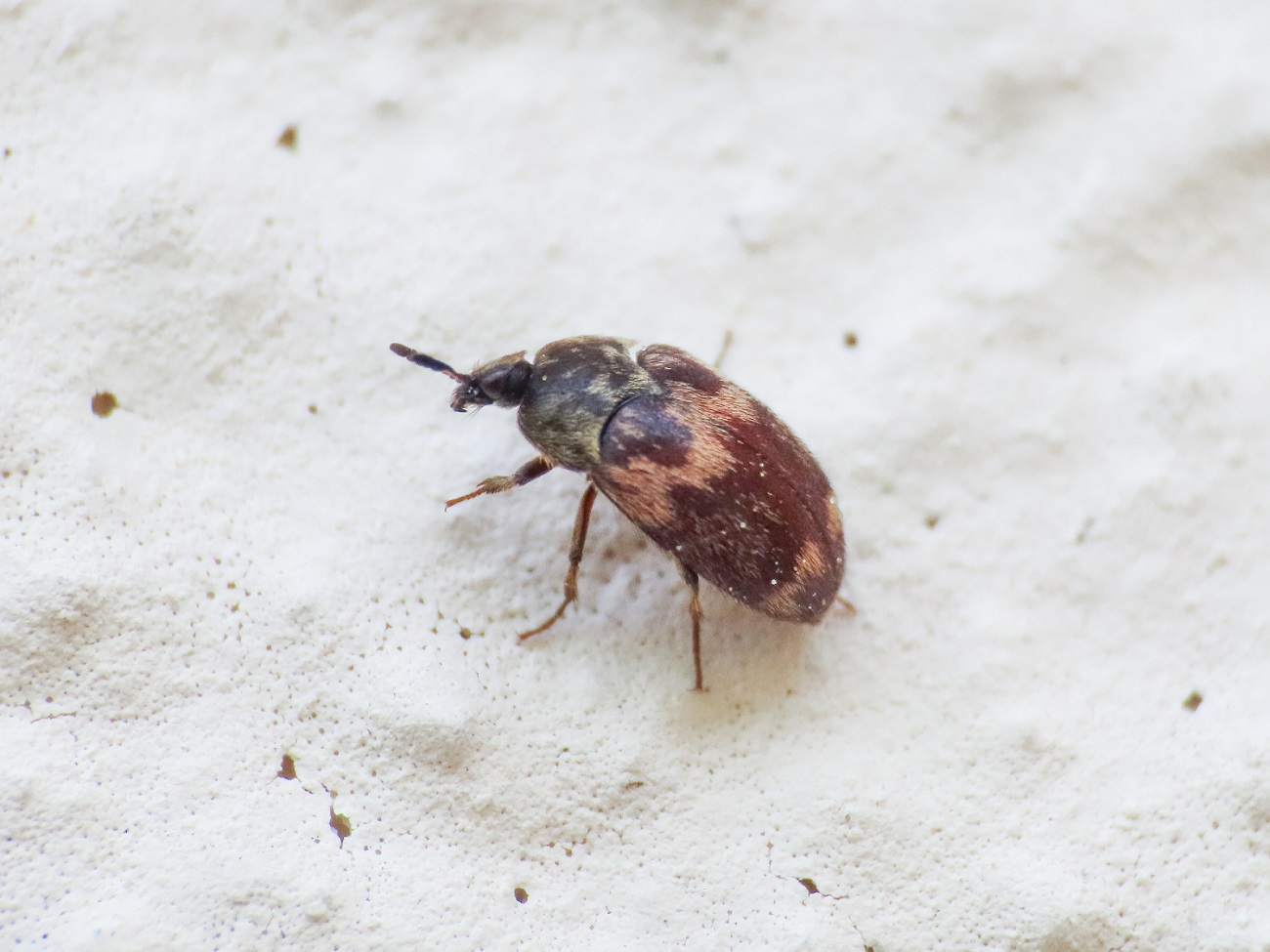 Dermestidae: Attagenus bifasciatus