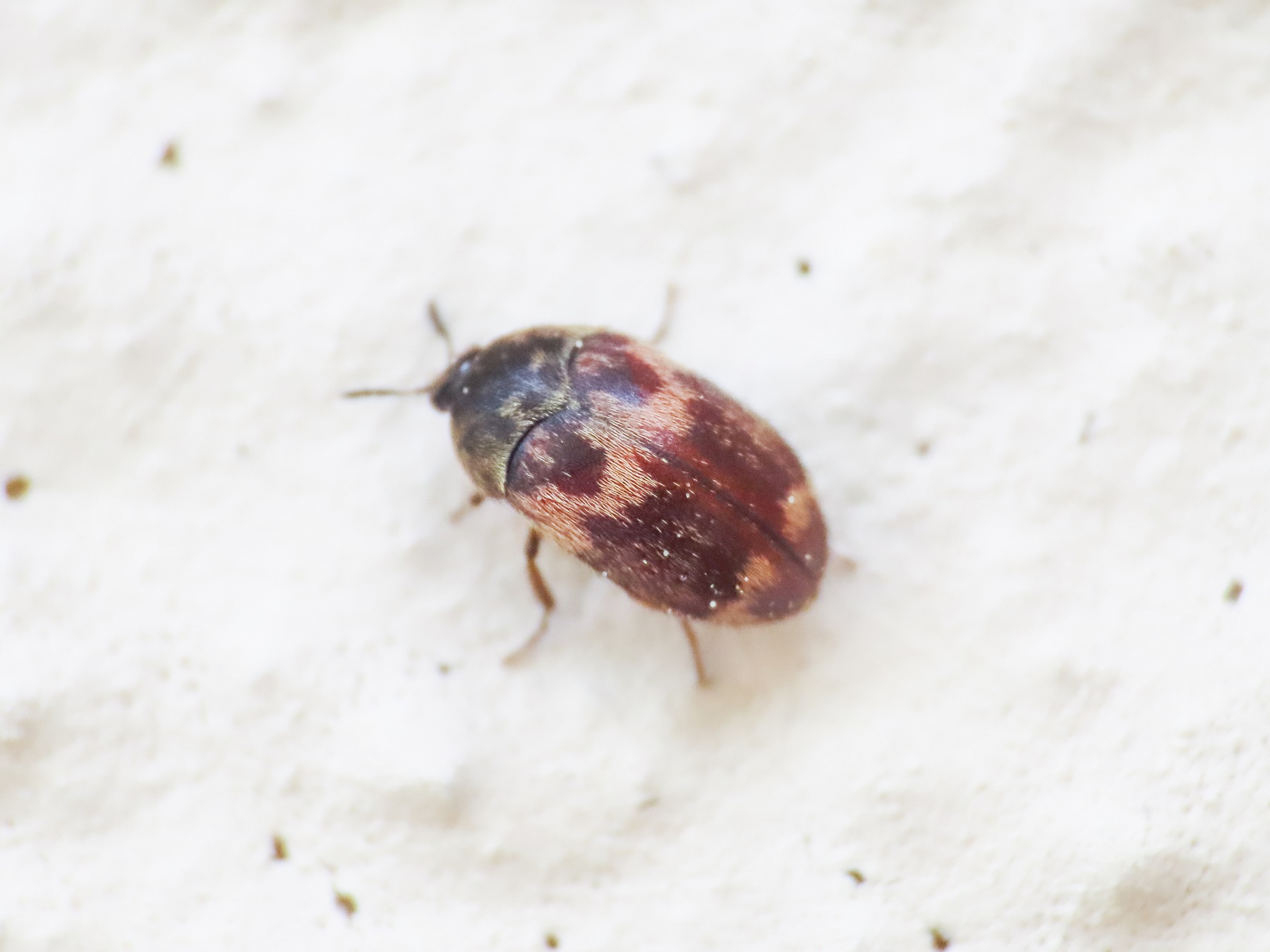 Dermestidae: Attagenus bifasciatus