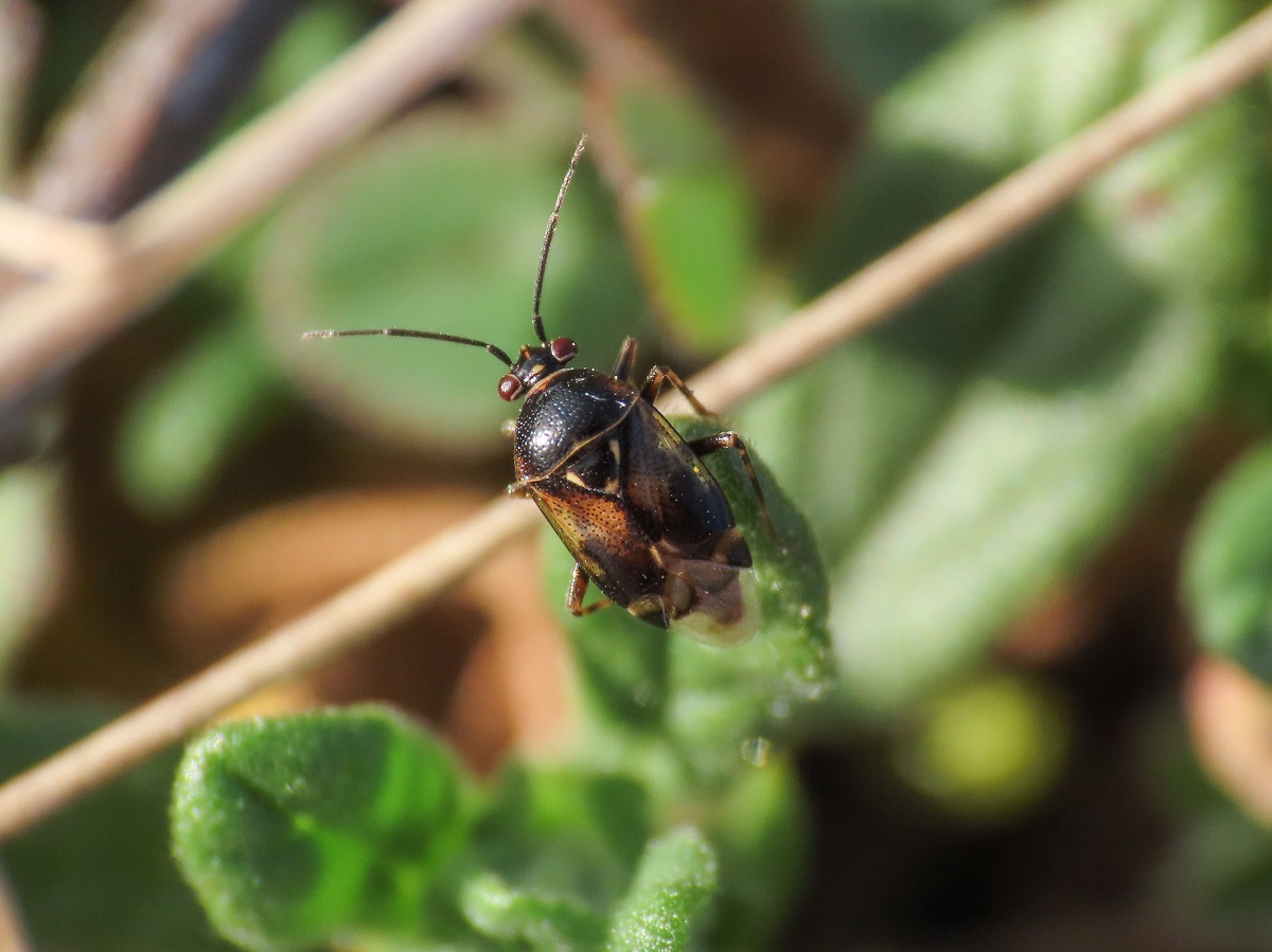 Miridae: Deraeocoris serenus (cfr.)