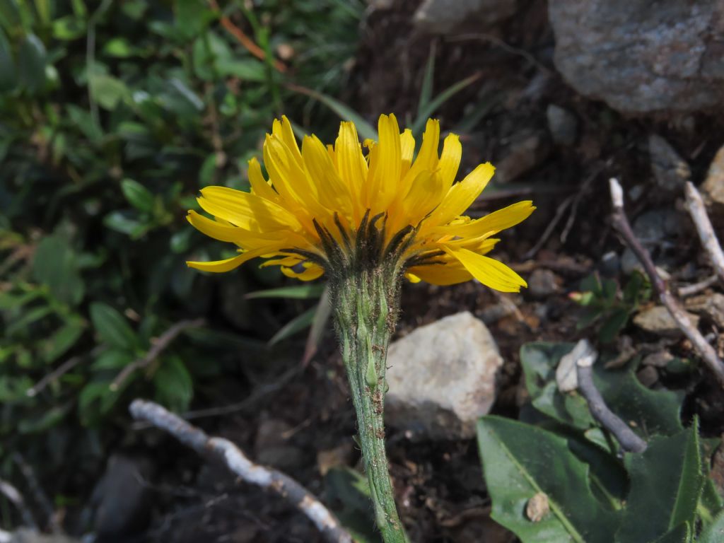 Asteraceae: Scorzoneroides helvetica