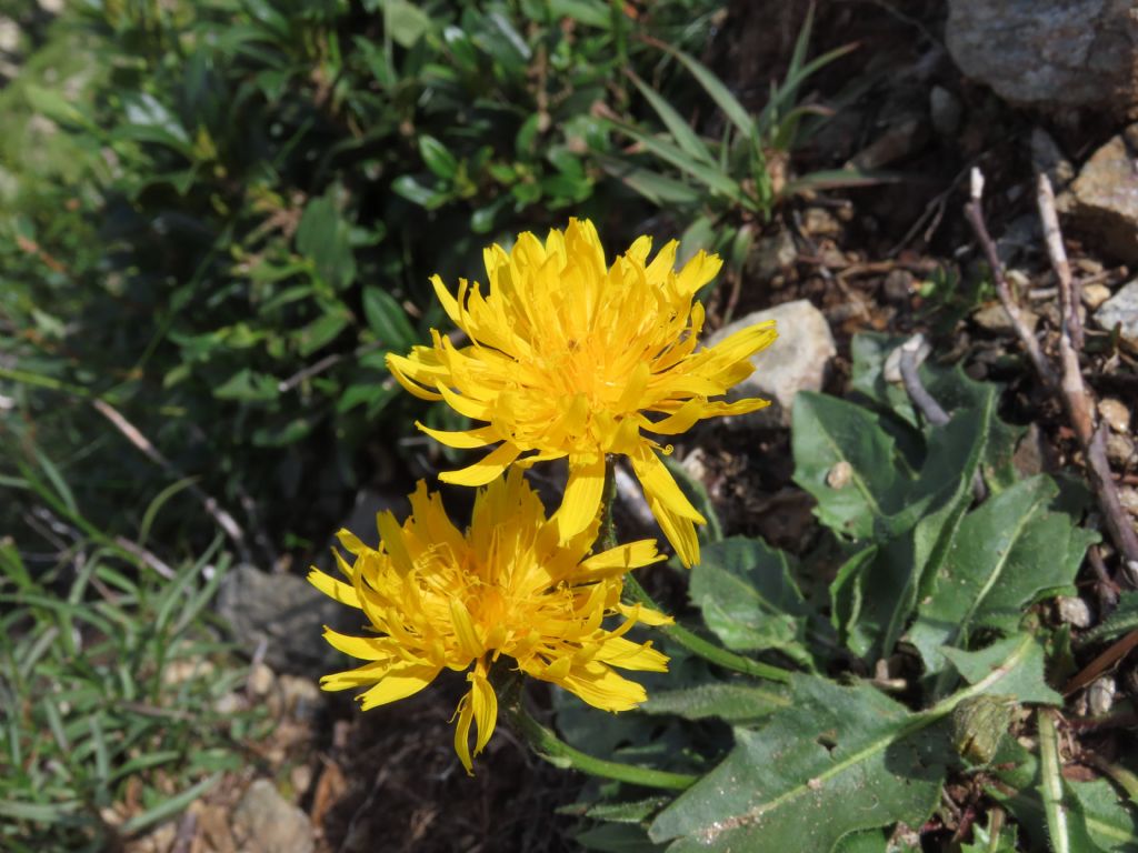 Asteraceae: Scorzoneroides helvetica