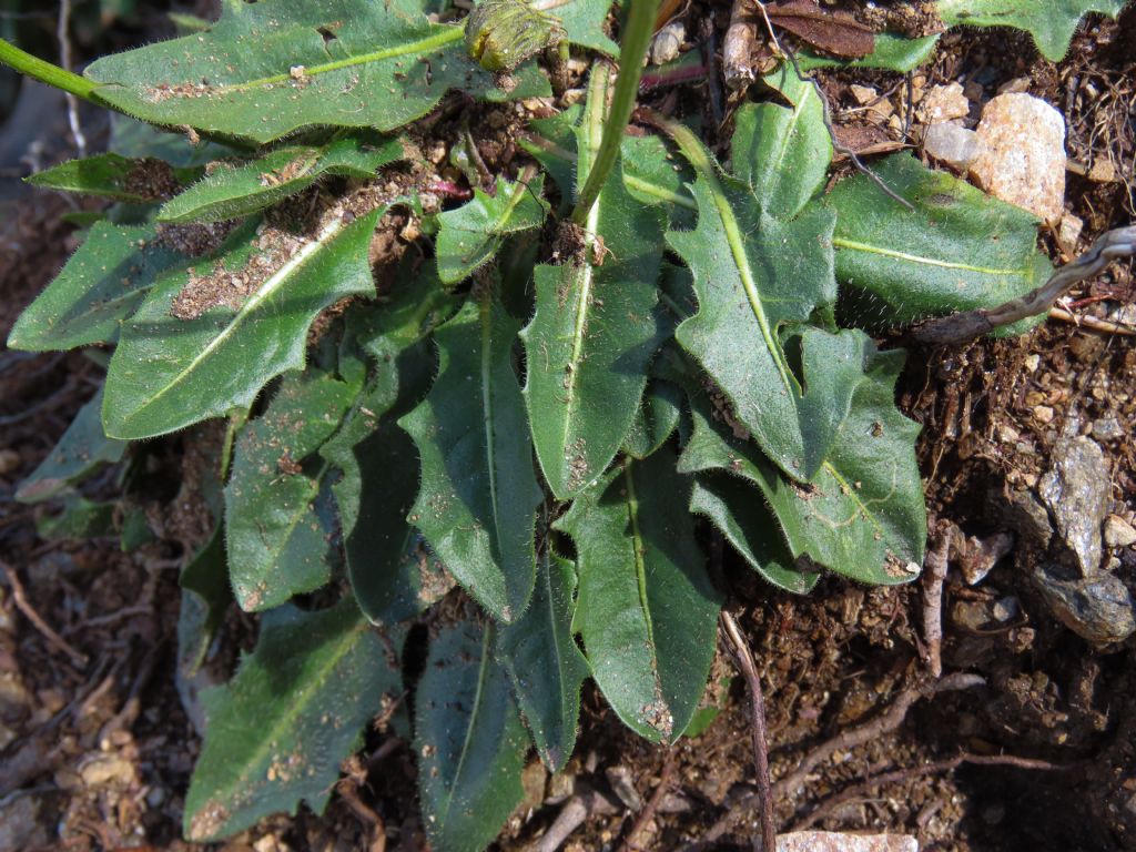 Asteraceae: Scorzoneroides helvetica