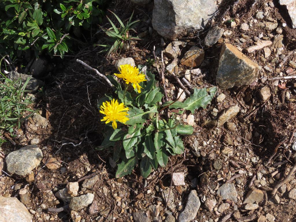 Asteraceae: Scorzoneroides helvetica