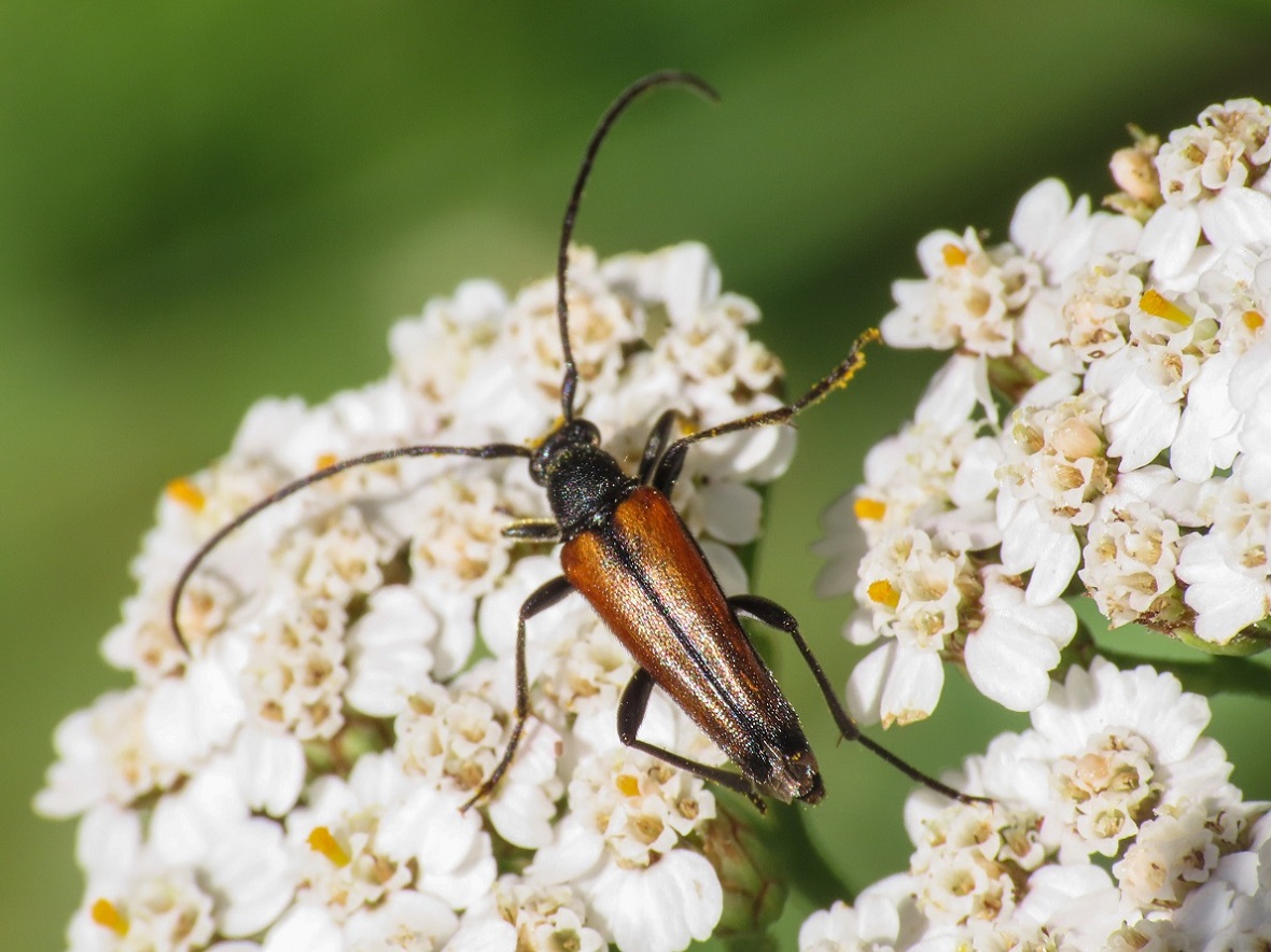 Cerambycidae: Stenurella bifasciata, maschio