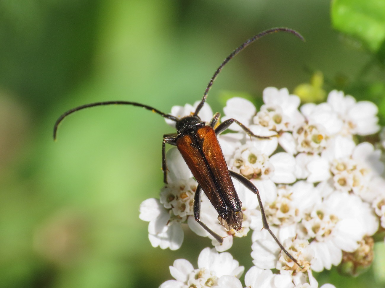 Cerambycidae: Stenurella bifasciata, maschio