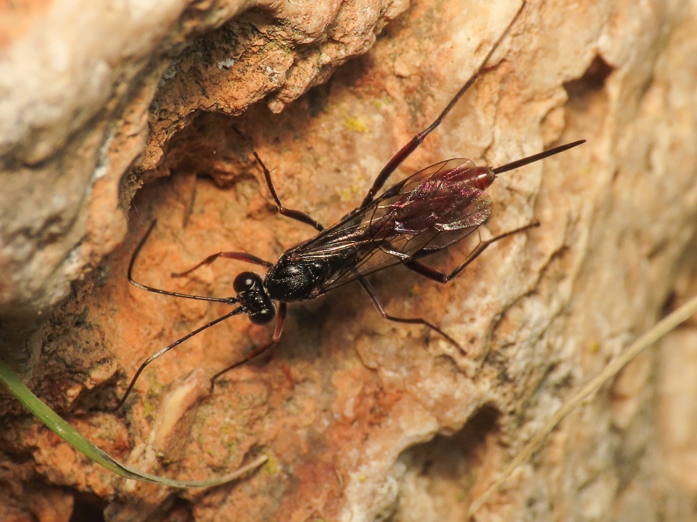 Ichneumonidae da identificare