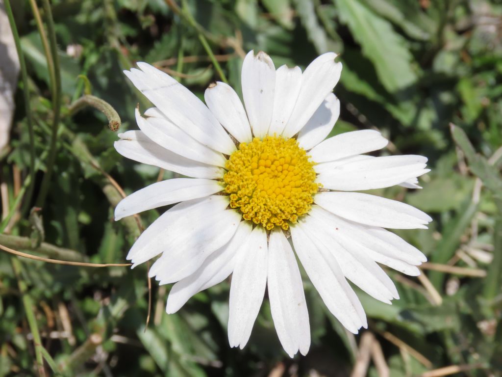 Leucanthemum? da identificare