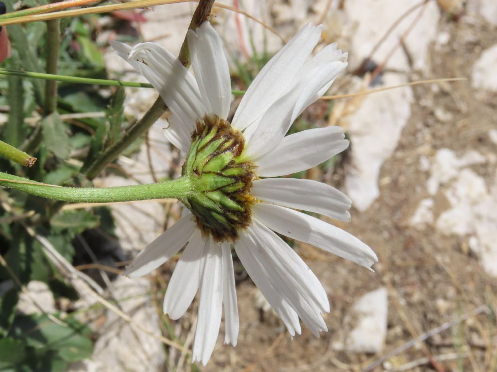 Leucanthemum? da identificare