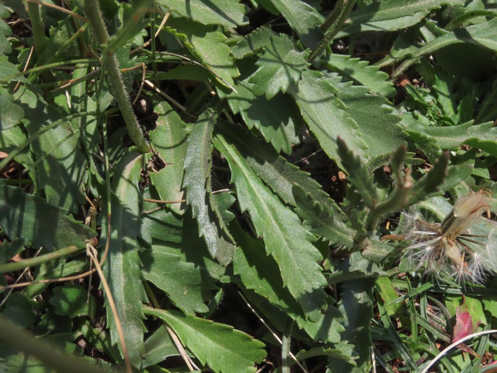 Leucanthemum? da identificare