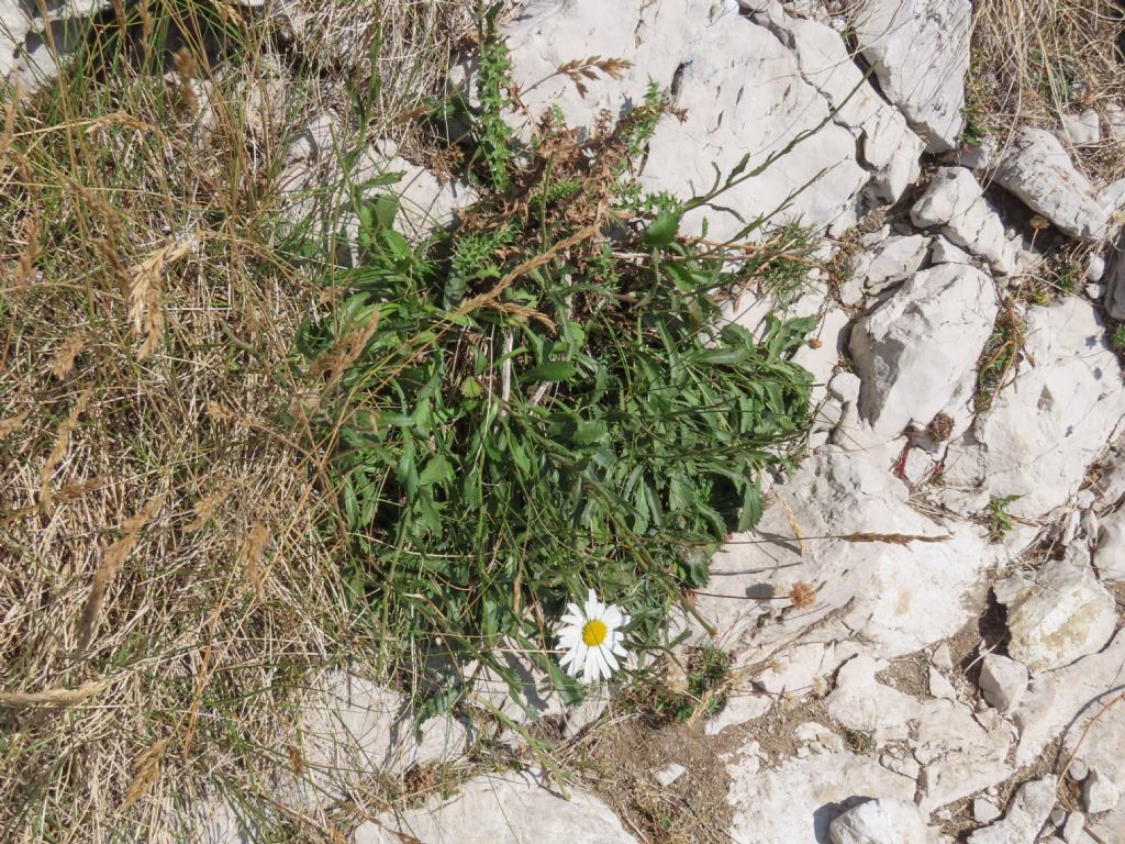 Leucanthemum? da identificare