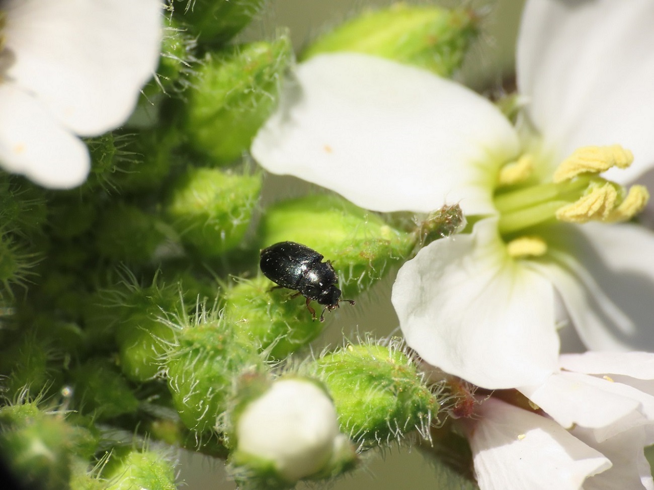 Nitidulidae: Brassicogethes viridescens (cfr.)