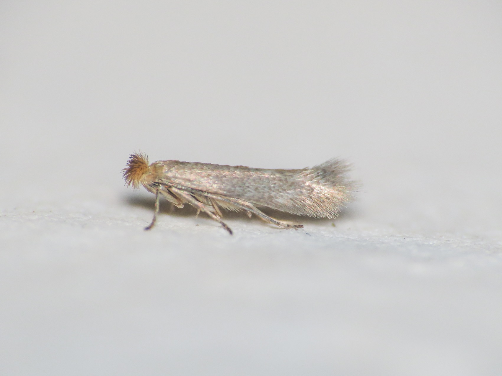 Falena da identificare