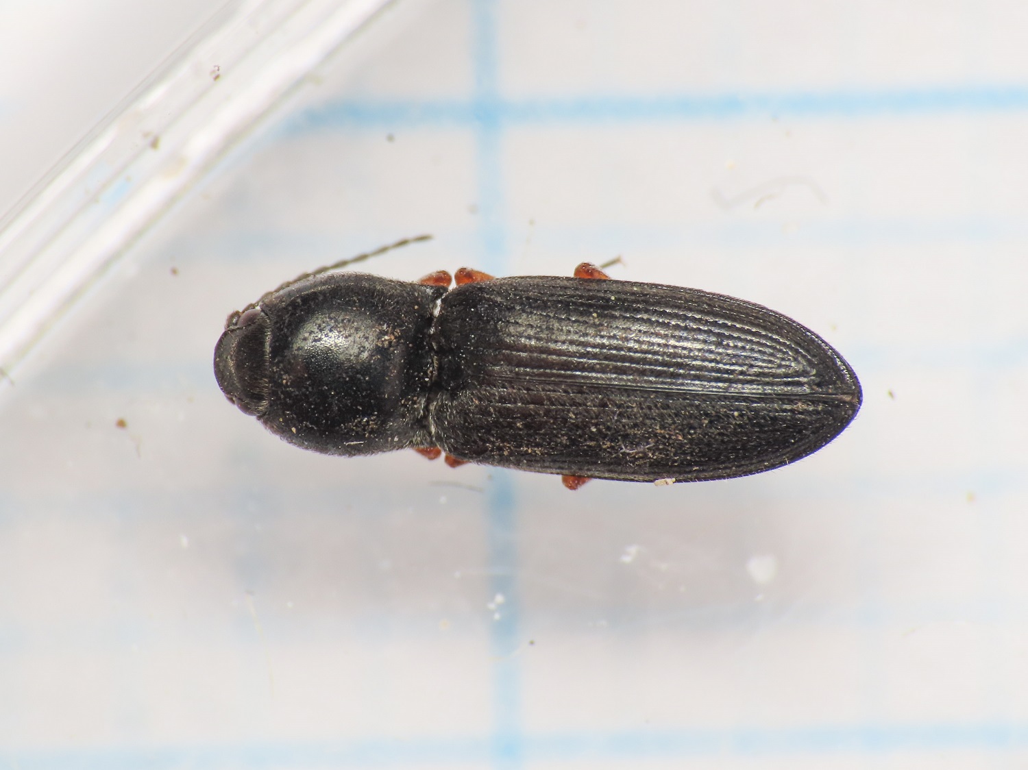 Elateridae: Cardiophorus goezei (= rufipes)