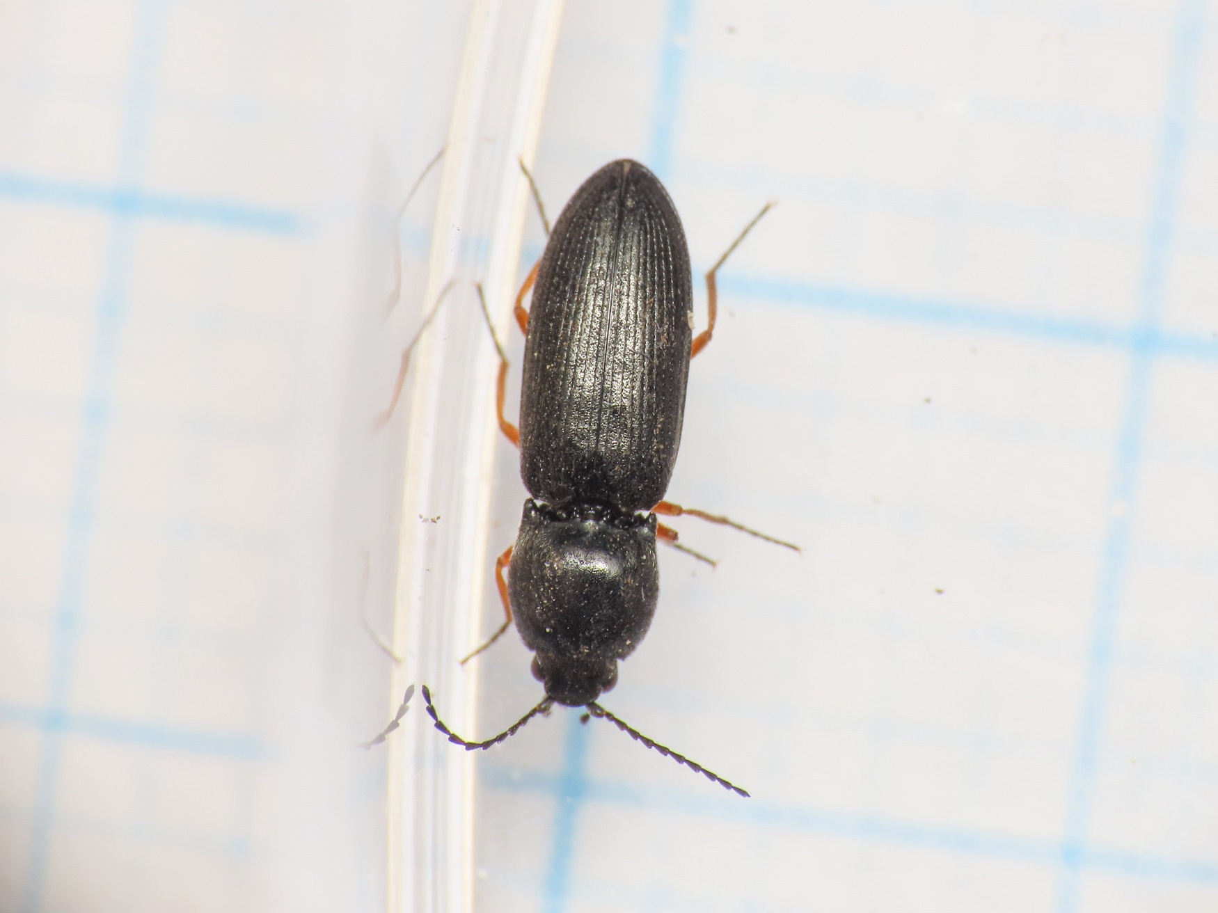 Elateridae: Cardiophorus goezei (= rufipes)