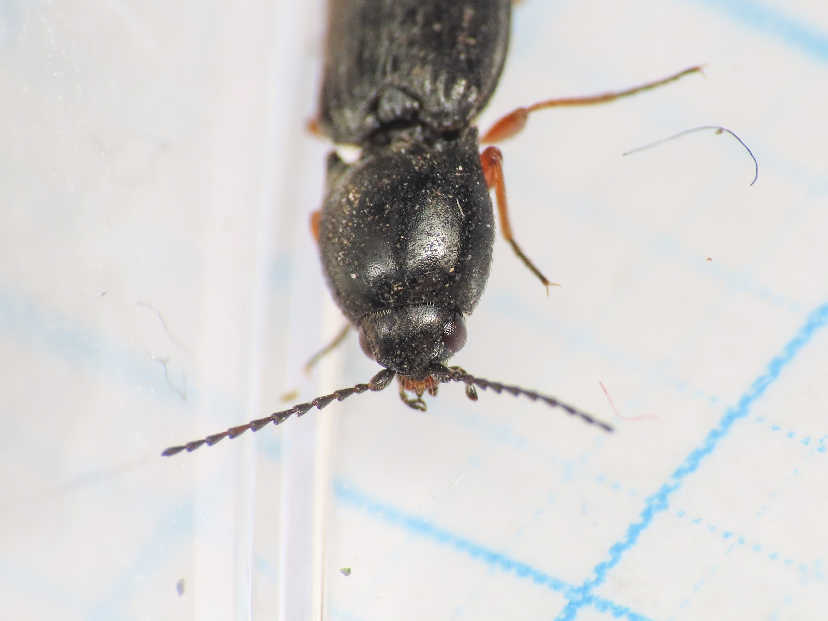 Elateridae: Cardiophorus goezei (= rufipes)