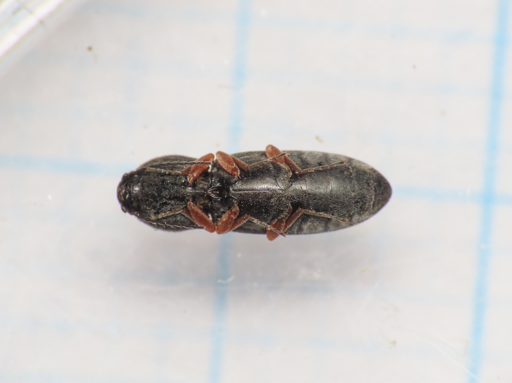 Elateridae: Cardiophorus goezei (= rufipes)