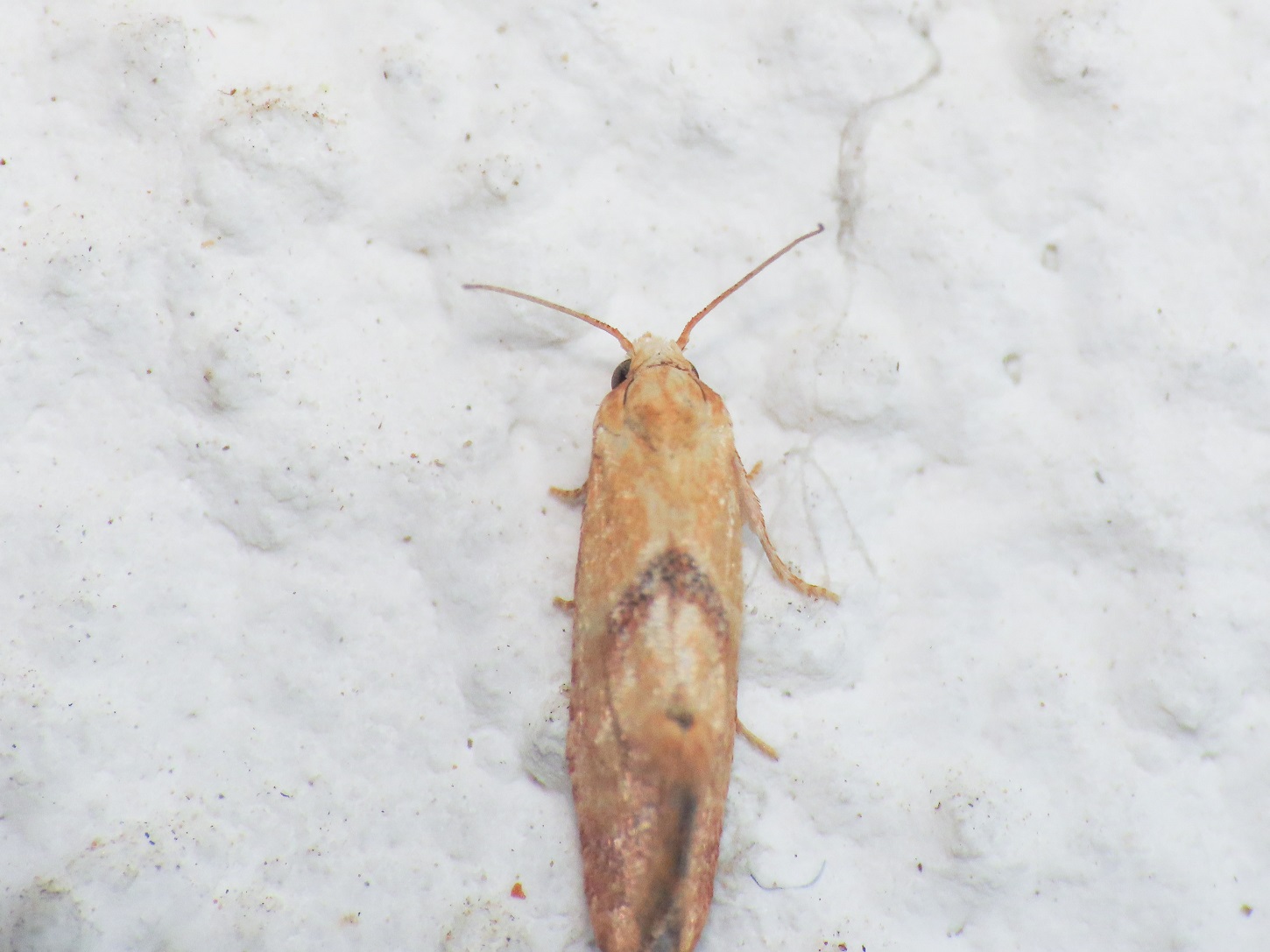 Tortricidae: Cochylis roseana
