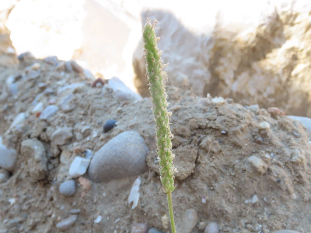 Plantago da identificare: Plantago coronopus