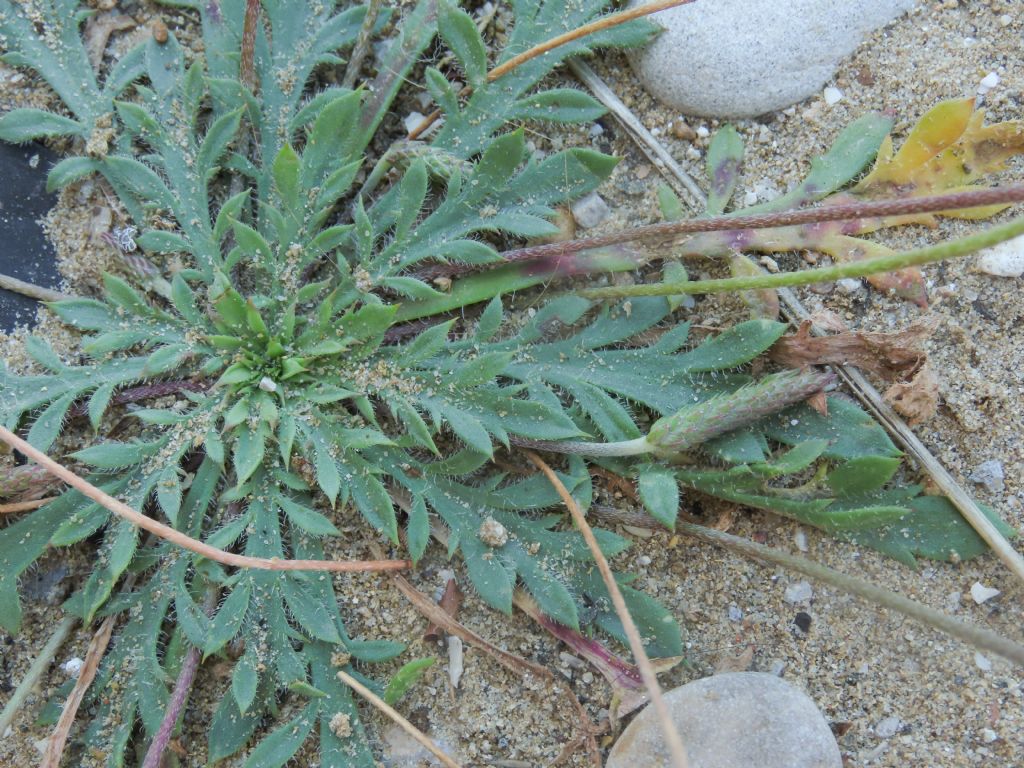 Plantago da identificare: Plantago coronopus