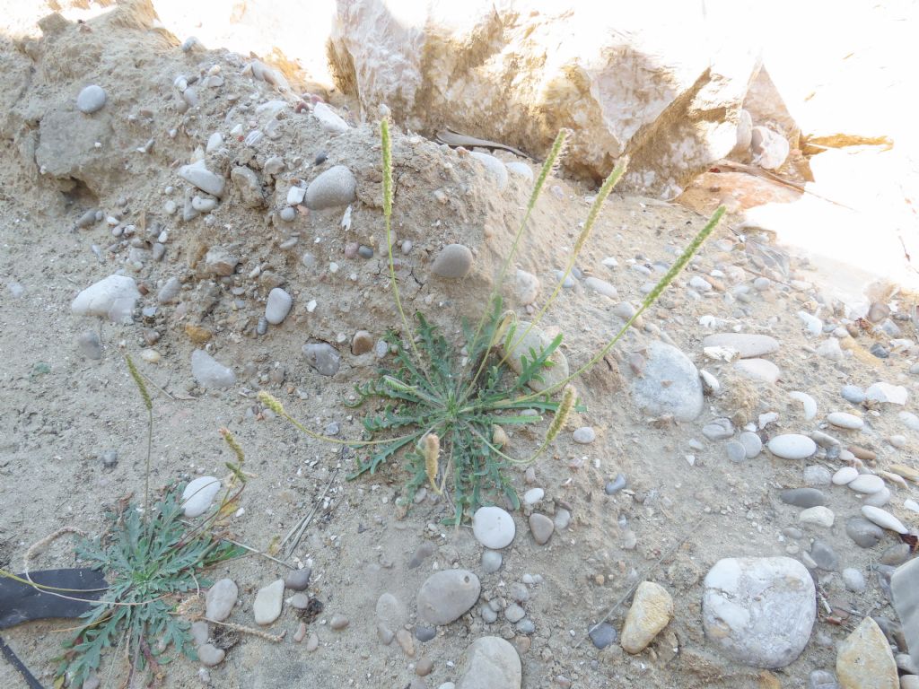 Plantago da identificare: Plantago coronopus