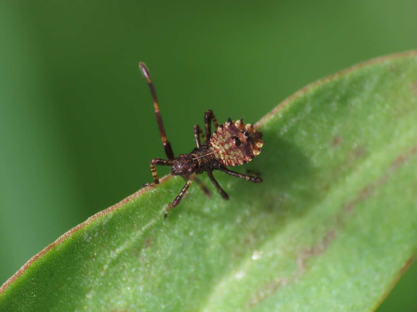 Ninfa di Coreidae:  Coreus marginatus