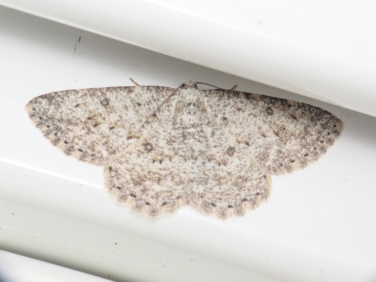 Geometridae da identificare