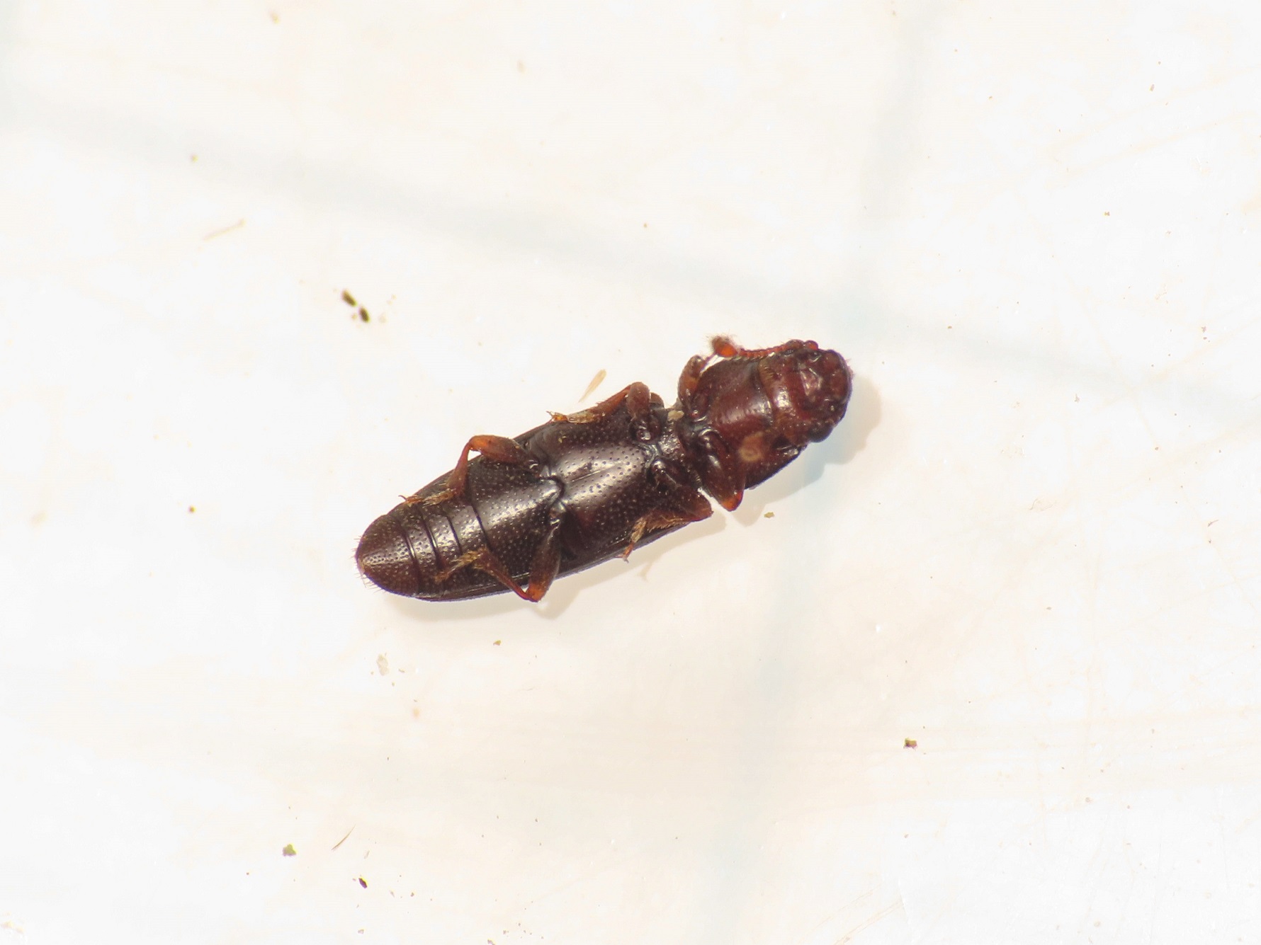 Monotomidae: Rhizophagus bipustulatus (cfr.)