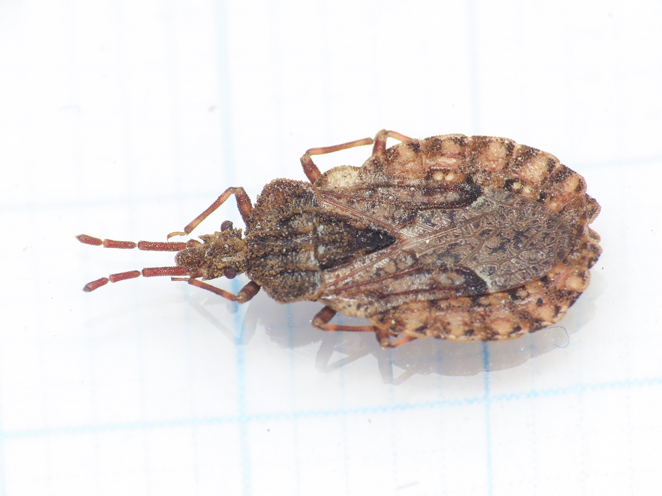 Aradidae: Aradus conspicuus