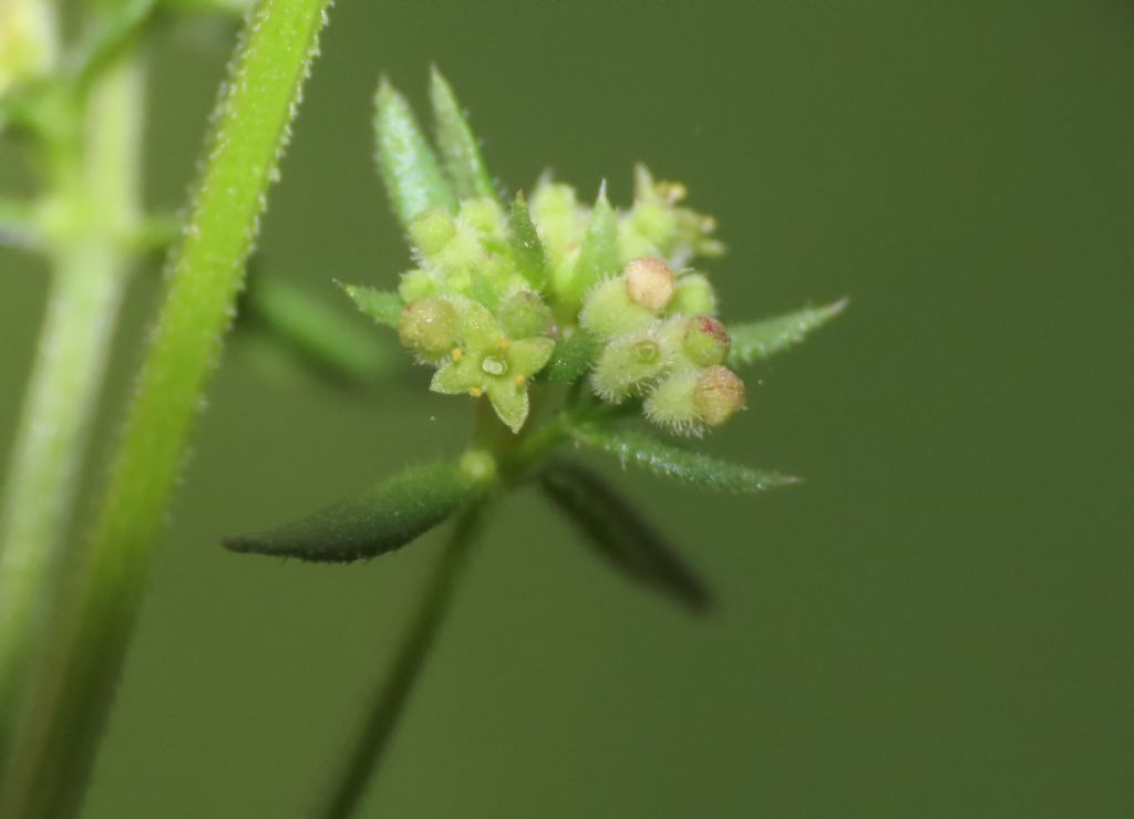 Galium da identificare