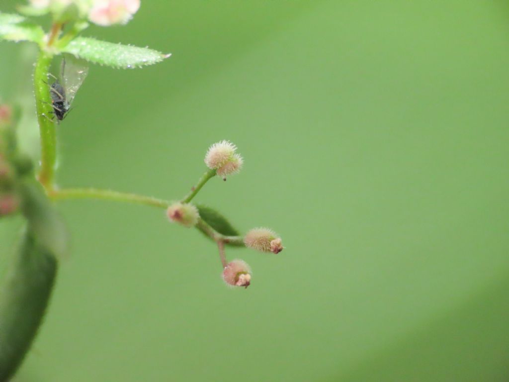 Galium da identificare