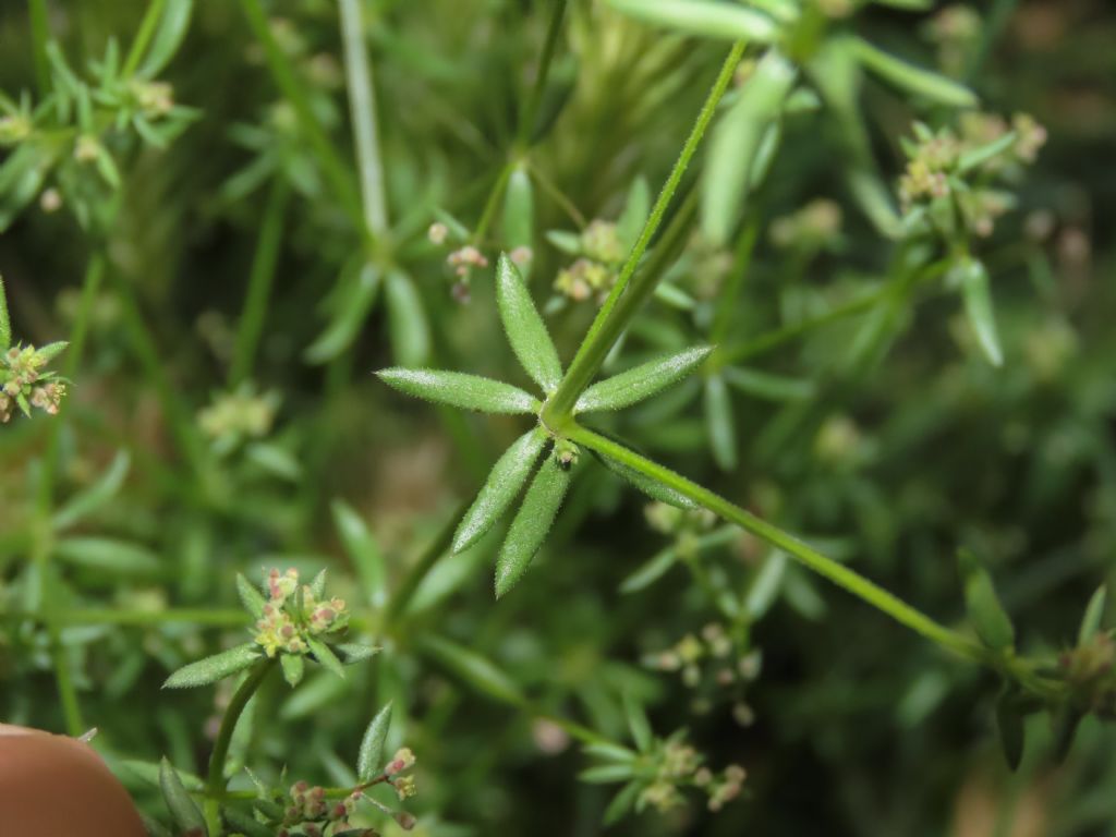 Galium da identificare