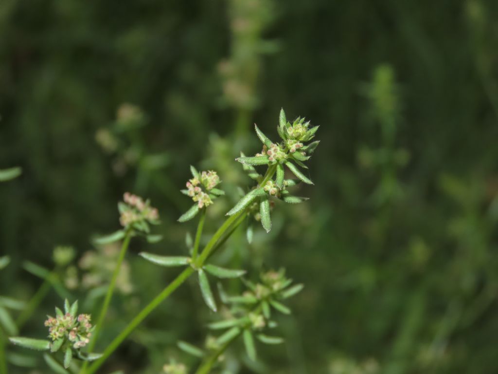 Galium da identificare