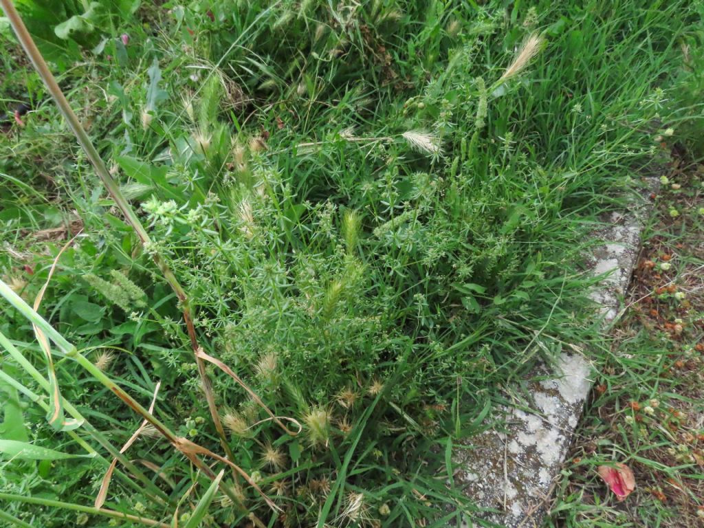 Galium da identificare