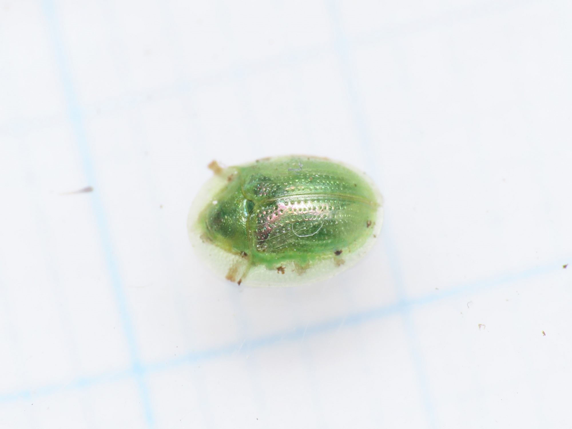 Chrysomelidae: Cassida margaritacea