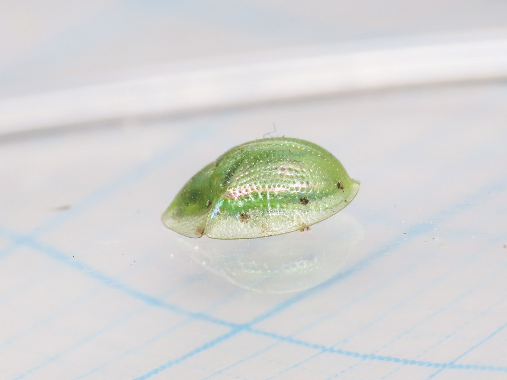 Chrysomelidae: Cassida margaritacea