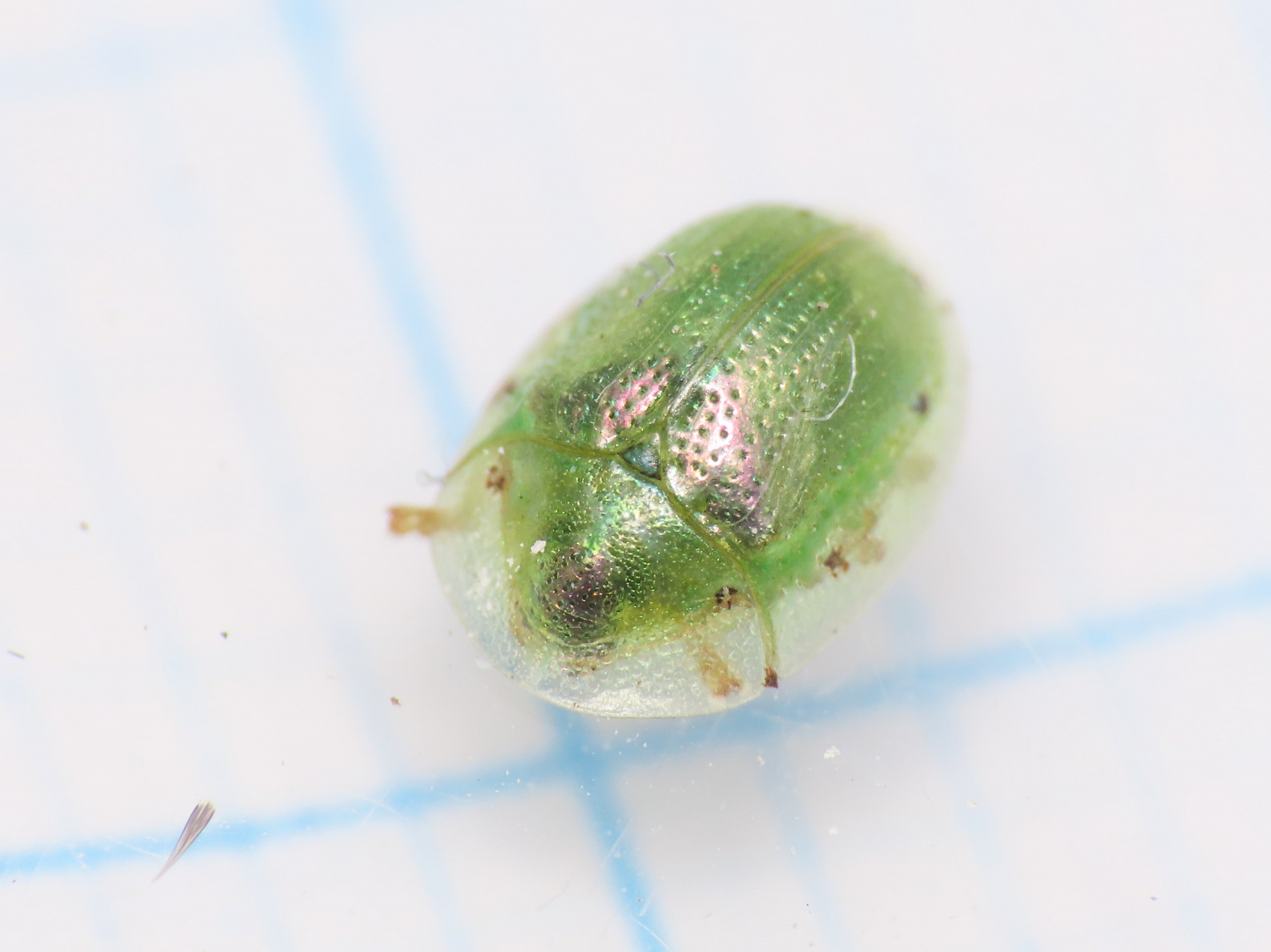 Chrysomelidae: Cassida margaritacea