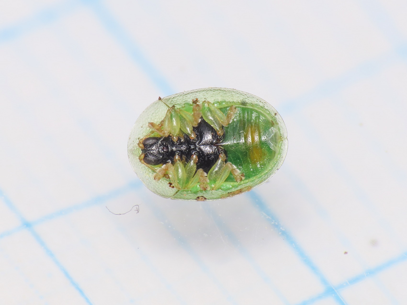 Chrysomelidae: Cassida margaritacea