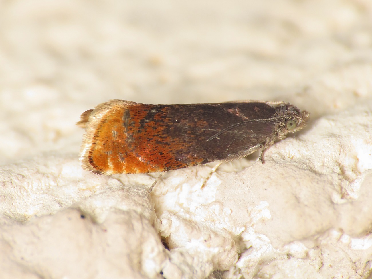 Tortricidae: Pammene rhediella