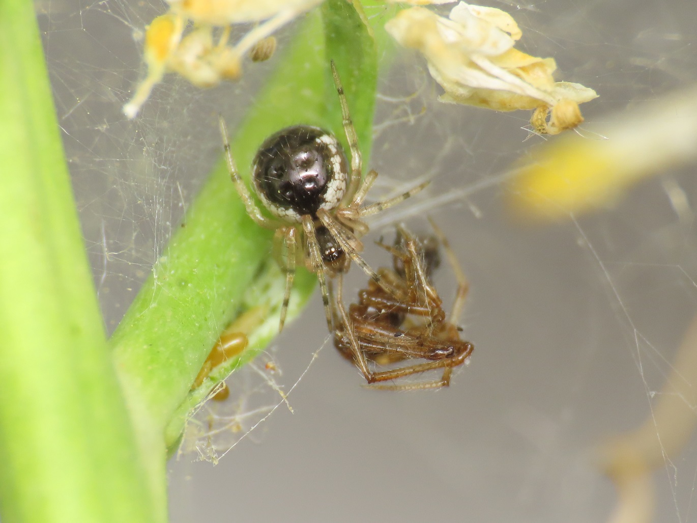 Theridiidae sp. -  Bazzano (AQ)