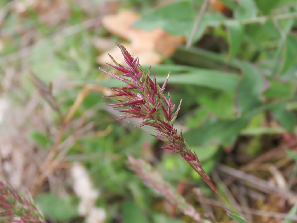 Poa? da identificare