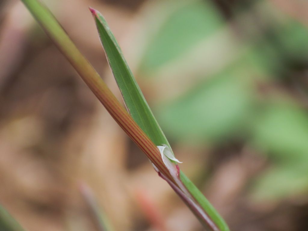 Poa? da identificare