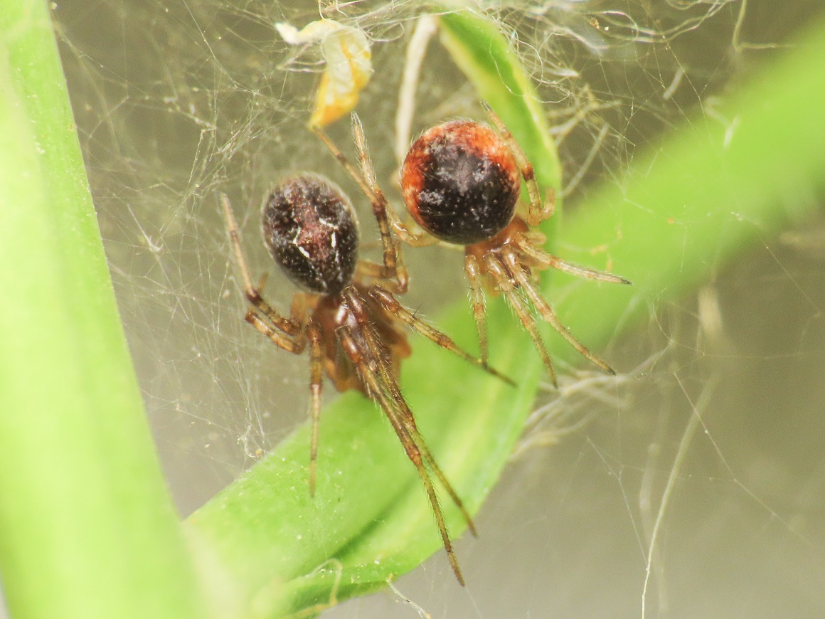 Theridiidae sp. -  Bazzano (AQ)